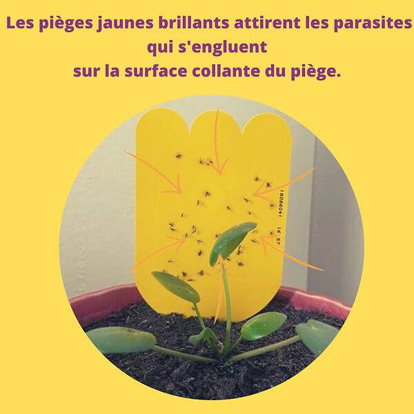 ACTO - Piège à glu pour plantes - Jaune - Sans insecticide - large