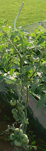 JARDIBEST - Tuteur Spirale Spécial Tomates - D4mmx H180cm - large