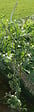JARDIBEST - Tuteur Spirale Spécial Tomates - D4mmx H180cm - vignette