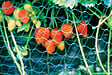 JARDIBEST - Filet de protection anti-oiseaux - 4x5m - vignette