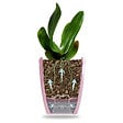 GT GARDEN - Lot de 3 pots pour orchidées avec réserve d'eau - Orchidea sable 2 litres - vignette