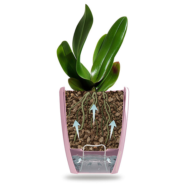 GT GARDEN - Lot de 3 pots pour orchidées avec réserve d'eau - Arte-dea vert clair transparent 2 litres - large