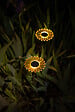 GALIX - Décoration à énergie solaire Tournesol H44cm  //  en PLATEAU - vignette
