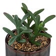 ATMOSPHERA - Plante grasse artificielle - Pot céramique - H.10cm - vignette