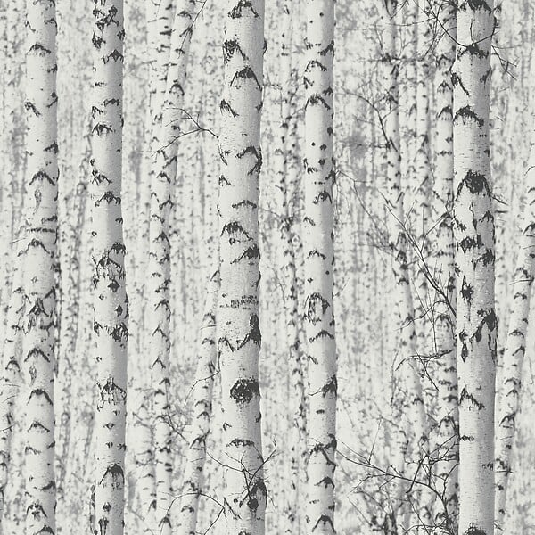 LUTECE - bouleau photo gris / blanc - large