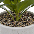 ATMOSPHERA - Plante artificielle pot céramique - Blanc et vert - H30cm - vignette