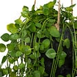 ATMOSPHERA - Plante artificielle suspendue - Pot ciment - Living - Vert - vignette