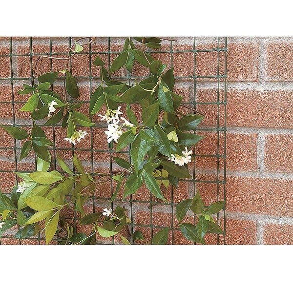 TENAX - Grillage pour plante grimpante Taille 1 x 5 m - large
