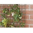 TENAX - Grillage pour plante grimpante Taille 1 x 5 m - vignette