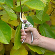 KREATOR - Sécateur titanium lame courbée 200mm - vignette