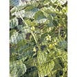 TENAX - Filet de protection 2x10m - vignette