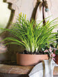 DEROMA - Coupe Modul'O White - Terre cuite - 24cm - vignette