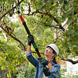 BOSCH - Cisaille sur perche AdvancedPrune 18V - 45mm - Nu - vignette