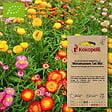 ASSOCIATION KOKOPELLI - Immortelle à Bractée Monstruosum Tall Mix- Graines bio à semer - vignette