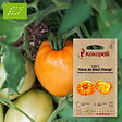 ASSOCIATION KOKOPELLI - Tomate Cœur de Bœuf Orange- Graines bio à semer - vignette