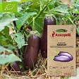 ASSOCIATION KOKOPELLI - Aubergine Astrakom- Graines bio à semer - vignette