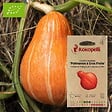 ASSOCIATION KOKOPELLI - Courge Maxima Potimarron à Gros Fruits- Graines bio à semer - vignette