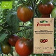 ASSOCIATION KOKOPELLI - Tomate-Cerise Black Centiflor Hypertress- Graines bio à semer - vignette