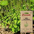 ASSOCIATION KOKOPELLI - Basilic Sacré Tulsi- Graines bio à semer - vignette
