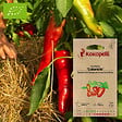ASSOCIATION KOKOPELLI - Poivron Cubanelle- Graines bio à semer - vignette