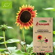 ASSOCIATION KOKOPELLI - Tournesol à Fleurs Evening Colors- Graines bio à semer - vignette
