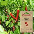 ASSOCIATION KOKOPELLI - Piment Très Fort Cayenne- Graines bio à semer - vignette
