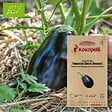 ASSOCIATION KOKOPELLI - Aubergine Imperial Black Beauty- Graines bio à semer - vignette