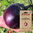 ASSOCIATION KOKOPELLI - Aubergine Ronde de Valence- Graines bio à semer - vignette