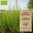 ASSOCIATION KOKOPELLI - Artemisia Armoise annuelle- Graines bio à semer - vignette