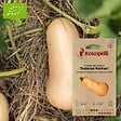 ASSOCIATION KOKOPELLI - Courge Moschata Butternut Waltham- Graines bio à semer - vignette