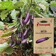 ASSOCIATION KOKOPELLI - Aubergine Slim Jim- Graines bio à semer - vignette