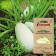 ASSOCIATION KOKOPELLI - Courgette Blanche d'Égypte- Graines bio à semer - vignette