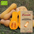 ASSOCIATION KOKOPELLI - Courge Butternut Nutterbutter- Graines bio à semer - vignette