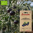ASSOCIATION KOKOPELLI - Tomate Jl Midnight Select- Graines bio à semer - vignette