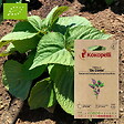 ASSOCIATION KOKOPELLI - Périlla De Corée- Graines bio à semer - vignette