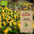ASSOCIATION KOKOPELLI - Cresson de Pará Lemon Drops- Graines bio à semer - vignette