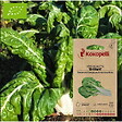 ASSOCIATION KOKOPELLI - Côte de Blette Brilliant- Graines bio à semer - vignette