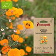 ASSOCIATION KOKOPELLI - Coquelicot De Californie Orange- Graines bio à semer - vignette