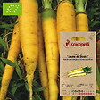 ASSOCIATION KOKOPELLI - Carotte Jaune du Doubs- Graines bio à semer - vignette