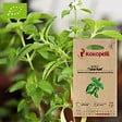 ASSOCIATION KOKOPELLI - Basilic Tulsi Kali- Graines bio à semer - vignette