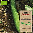 ASSOCIATION KOKOPELLI - Concombre Long de Chine- Graines bio à semer - vignette