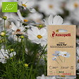 ASSOCIATION KOKOPELLI - Cosmos Blanc Pur- Graines bio à semer - vignette
