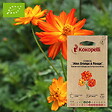ASSOCIATION KOKOPELLI - Cosmos Alex Orange à Rouge- Graines bio à semer - vignette