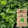 ASSOCIATION KOKOPELLI - Persil Simple- Graines bio à semer - vignette