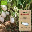 ASSOCIATION KOKOPELLI - Aubergine Dourga- Graines bio à semer - vignette