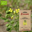 ASSOCIATION KOKOPELLI - Caméline cultivée- Graines bio à semer - vignette