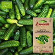 ASSOCIATION KOKOPELLI - Cornichon Vert Petit de Paris- Graines bio à semer - vignette