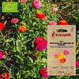 ASSOCIATION KOKOPELLI - Zinnia Oklahoma En Mélange de Coloris- Graines bio à semer - vignette