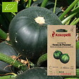 ASSOCIATION KOKOPELLI - Courgette Ronde de Piacenza- Graines bio à semer - vignette