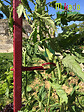 MIKADO - Sachet de 6 attaches tuteur Rouge Cerise - vignette